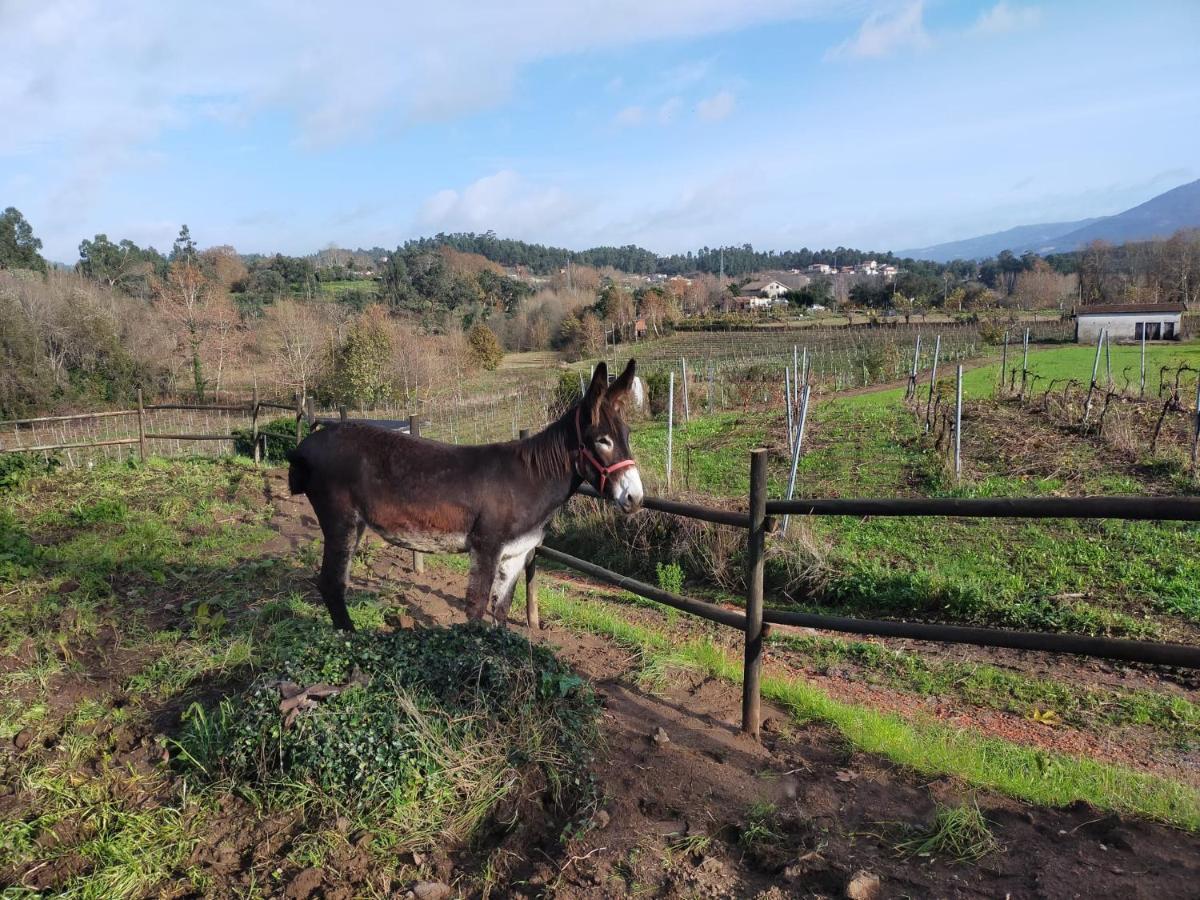 Quinta Da Lage Agroturismo E Enoturismo Celorico De Basto Exterior foto