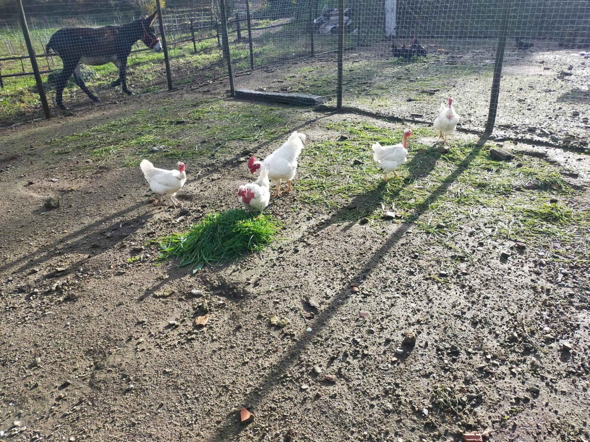 Quinta Da Lage Agroturismo E Enoturismo Celorico De Basto Exterior foto